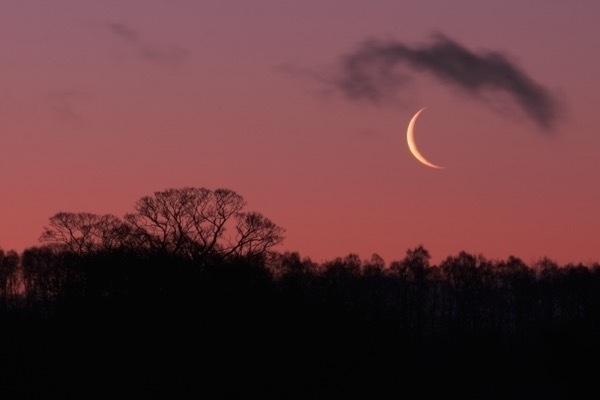 Moon rising behind trees just before sunrise